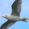 A Herring Gull