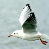 Blackheaded Gull in winter plumage.