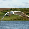 Blackheaded Gull