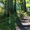 Old Park Wood
