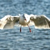 Black Headed Gull