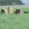 Stone circle
