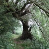 An old tree with a bit of character at Newport