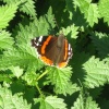 A Red Admiral