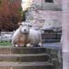 Sheep at Sweetheart Abbey!