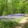 Bluebell at Hole Park Garden, Rolvenden, Kent