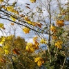 Autumn leaves on a bridleway, near Croughton, Northants.