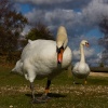 Swans at Hatchet Moor, New Forest