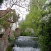 Spring in Steventon