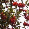 Holly Berries