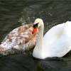 Mute Swans