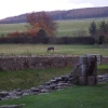 Horse Grazing in Pasture.....