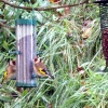 Goldfinches for Ray