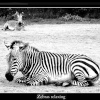 Zebra Grazing at Linton Zoo