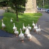 Mugger geese from the nearby park pond