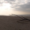 Driftwood - (not Otis B.)