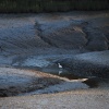 Egret in the mud