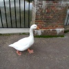 Duck is walking