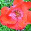 In the garden