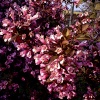 In the garden