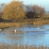 Two Bewicks swans and a Mute swan
