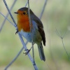 Robin....erithacus rubecula