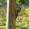 Great spotted woodpecker....dendrocopus major (female)