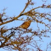 Fieldfare....turdus pilaris