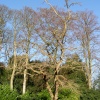 Walmer Castle grounds.
