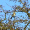 Fieldfare....turdus pilaris