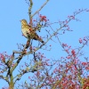 Songthrush....turdus philomelos
