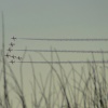 The Red Arrows