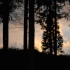 Bodenham Woods at sunset