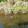 Ducks on the River Wear