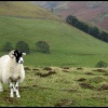Handsome Sheep
