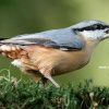 Nuthatch with peanut - New Forest UK