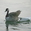 Canada Goose.
