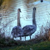 Two young mute swans