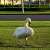 Cheadle