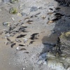 Seals at Mutton Cove, Godrevy point