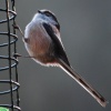 Long tailed tit at Woodchester Park