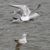 Gull in a hover