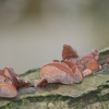 Fungi