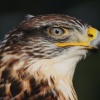 Devon Bird of Prey Centre