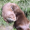 Otters
