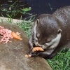 Dinner time