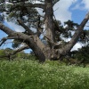 Mature pine, Upton Pyne, near Exeter