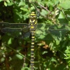 Golden-ringed dragonfly