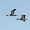 Shelducks