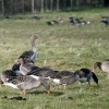 Greylag Geese
